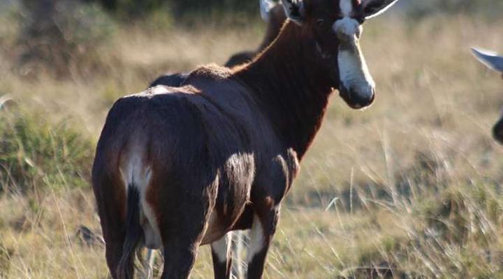 Premier Resort Mpongo Private Game Reserve