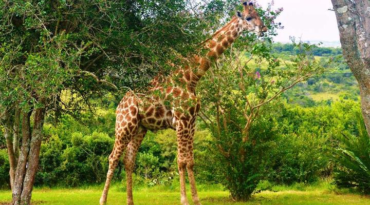 Premier Resort Mpongo Private Game Reserve