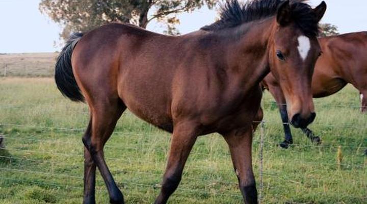 Garingboom Guest Farm