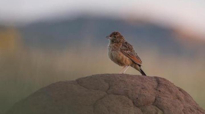 Garingboom Guest Farm