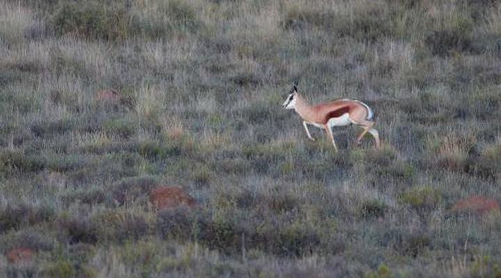 Garingboom Guest Farm