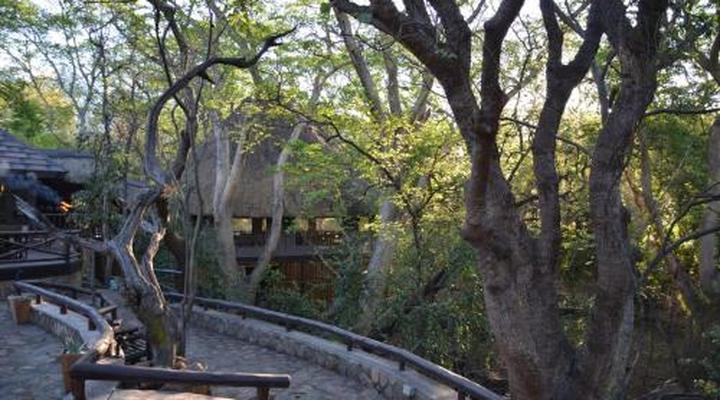 Moholoholo Forest Camp