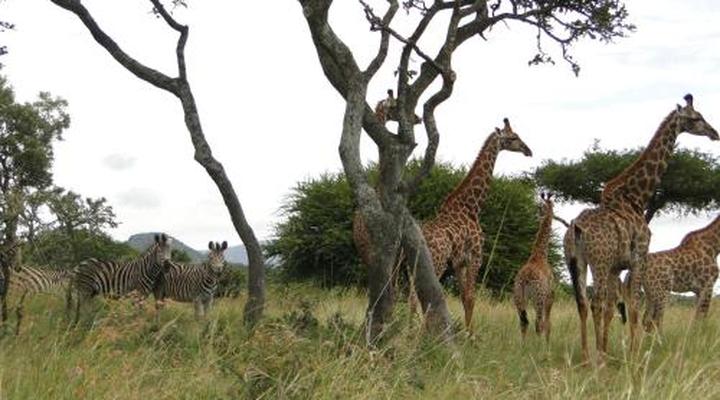 Moholoholo Forest Camp