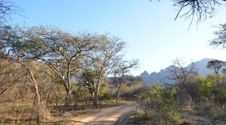 Moholoholo Forest Camp