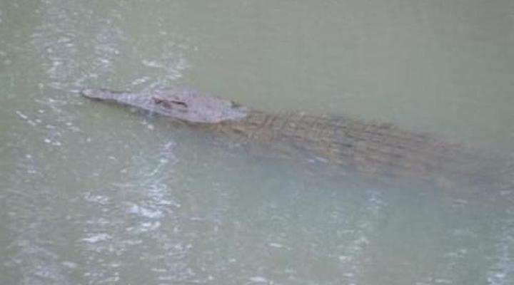 Lukafrica Riverside Chalets & Safaris