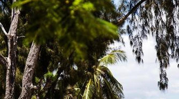 Banana House and Wellness Centre