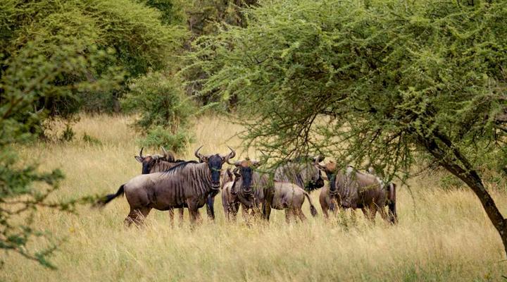 Finfoot Lake Reserve by Dream Resorts