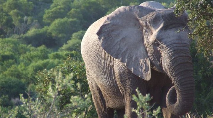 The Bush Lodge - Amakhala Game Reserve