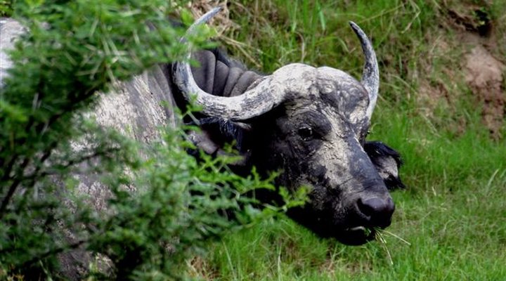 The Bush Lodge - Amakhala Game Reserve