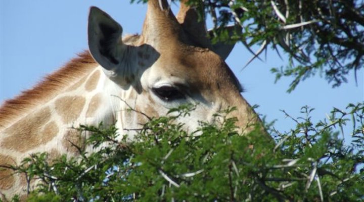 The Bush Lodge - Amakhala Game Reserve