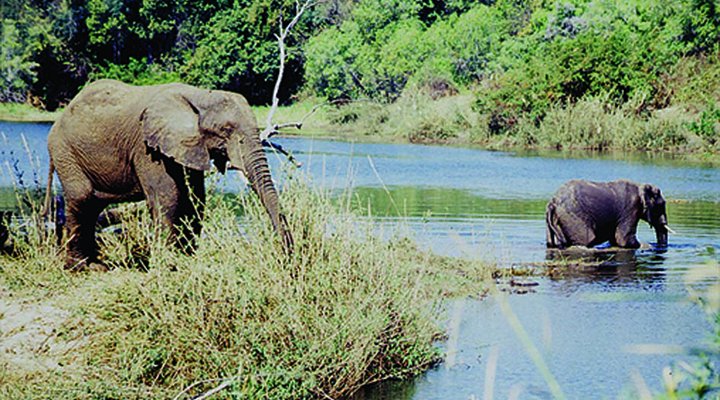 Bushbuck River House