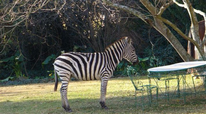 Penny Farthing Country House