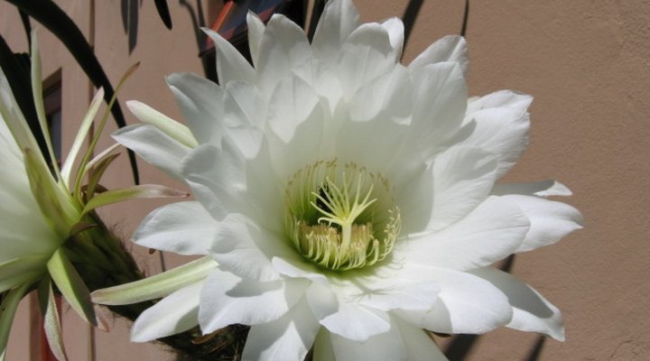 Malleson Garden Cottage