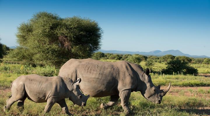Marataba Safari Lodge