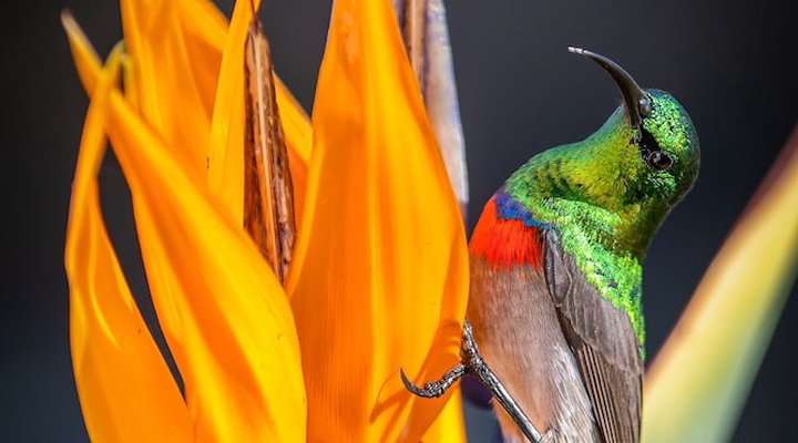 Sanddrif Guest Farm - Dup