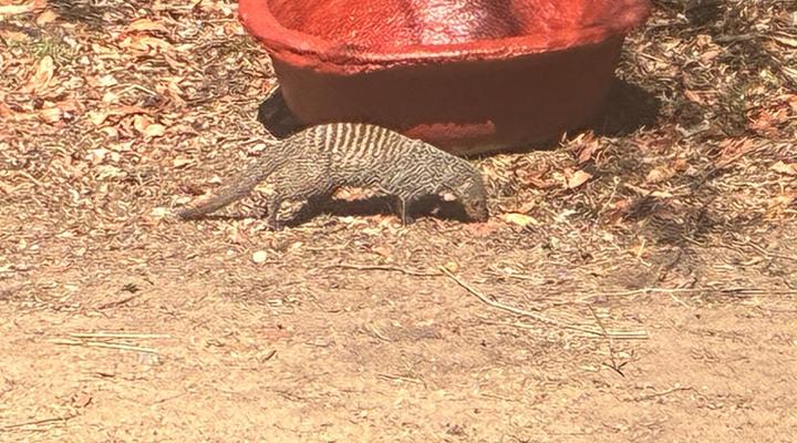 Marloth Park Reverie Safari Lodge