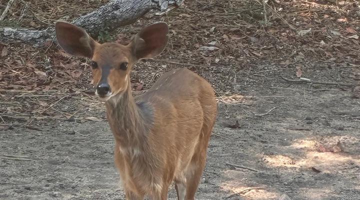 Marloth Park Reverie Safari Lodge