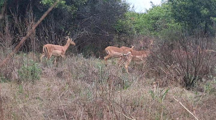 Buck Hill Bush Lodge