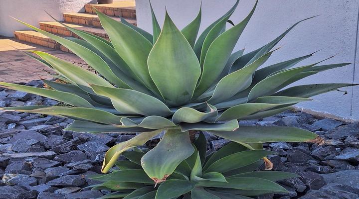 Heide Serengeti Self-Catering Flats