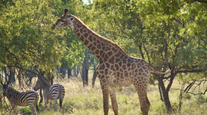 Niemandsland Oord en Wildsplaas