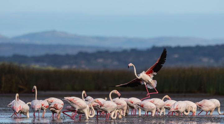 Malkoha Lake St. Lucia