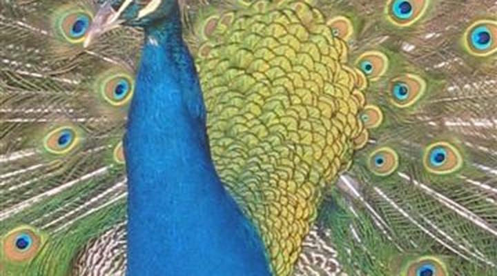 Die Groenhuis Guest House