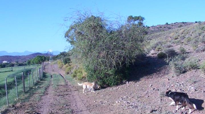 Blouhuis Farm Self Catering Cottage Ladismith