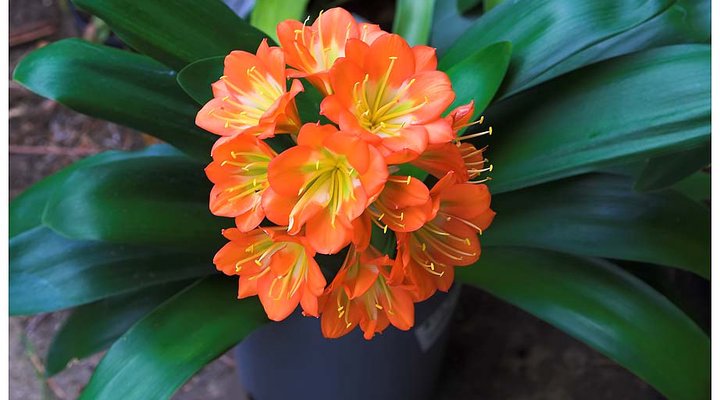 Clivia Gardens