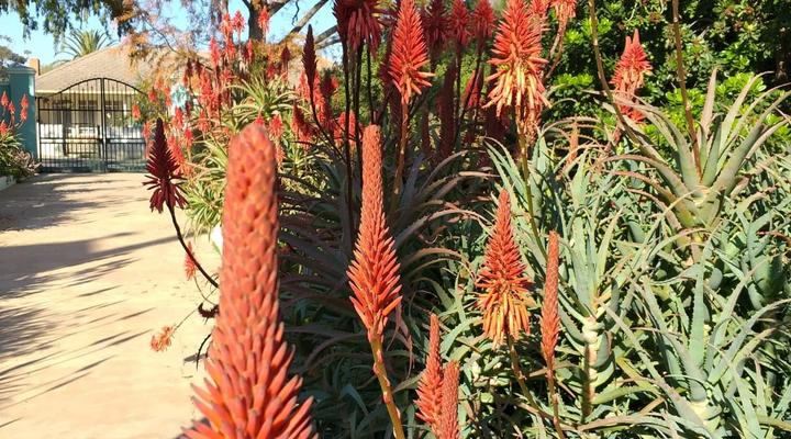 Pool House at the Old Victorian