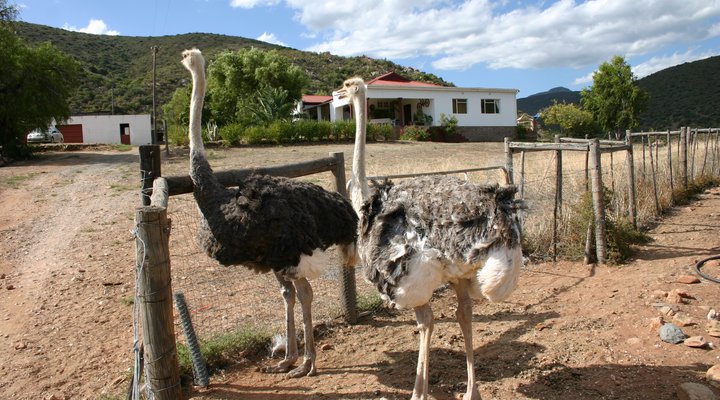 Carmens Farmgästehaus Oudtshoorn