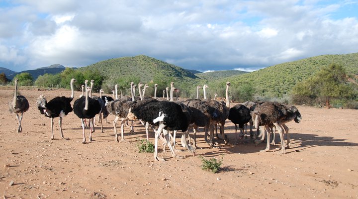 Carmens Farmgästehaus Oudtshoorn