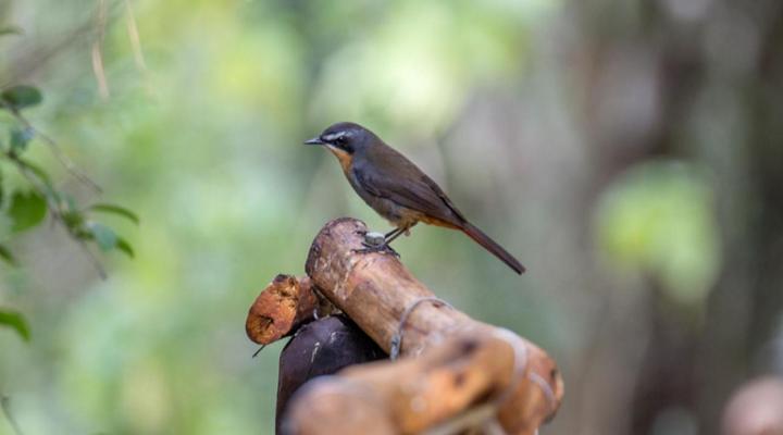 Peace of Eden Vegan Forest Getaway