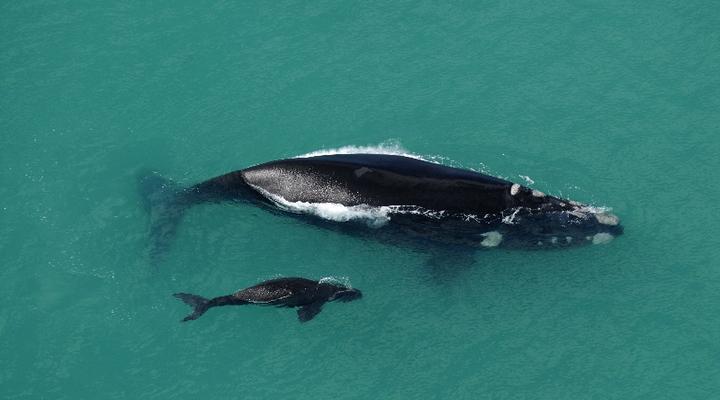 De Hoop Collection - Village Cottages