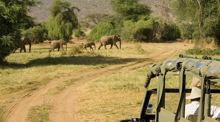 Samburu Intrepids