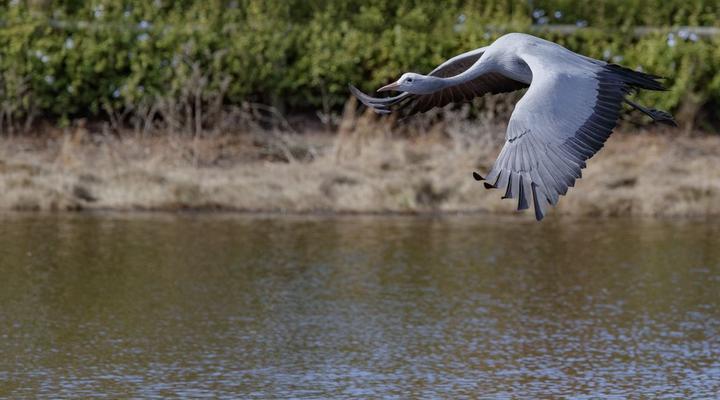 Sanddrif Stellenbosch Guest Farm
