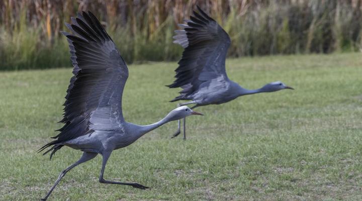 Sanddrif Stellenbosch Guest Farm