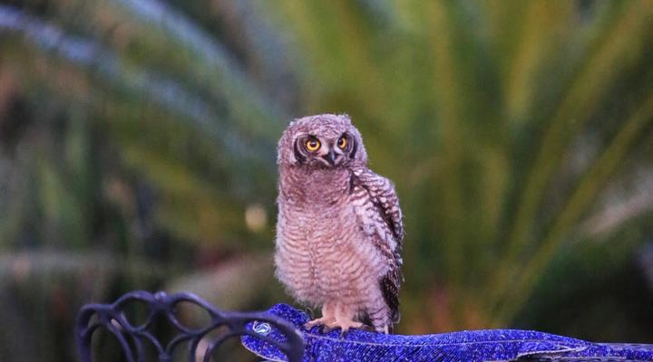 Sanddrif Stellenbosch Guest Farm