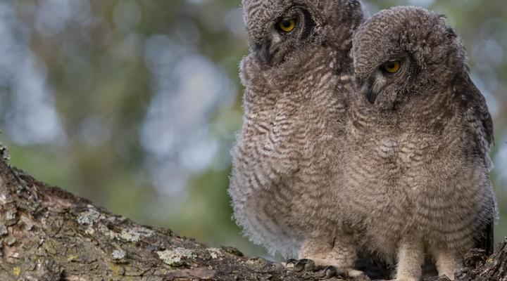 Sanddrif Stellenbosch Guest Farm