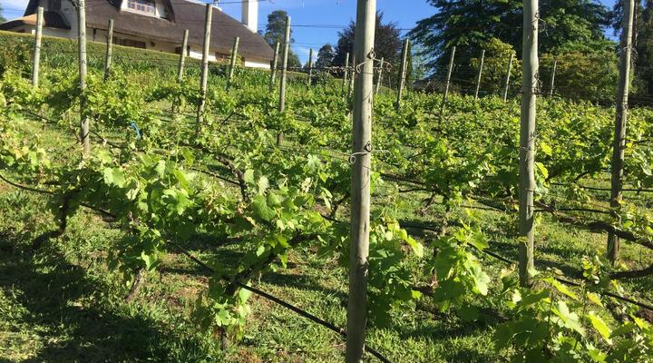 Windrush on Hogsback