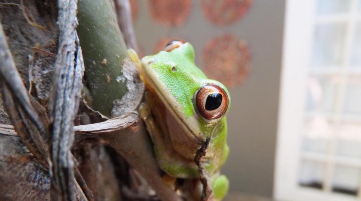 St Lucia Kingfisher Lodge