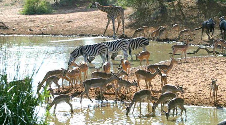 Kwenga Safari Lodge in Umhlametsi Private Reserve