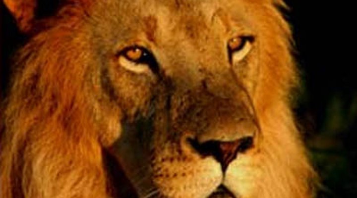 Kwenga Safari Lodge in Umhlametsi Private Reserve