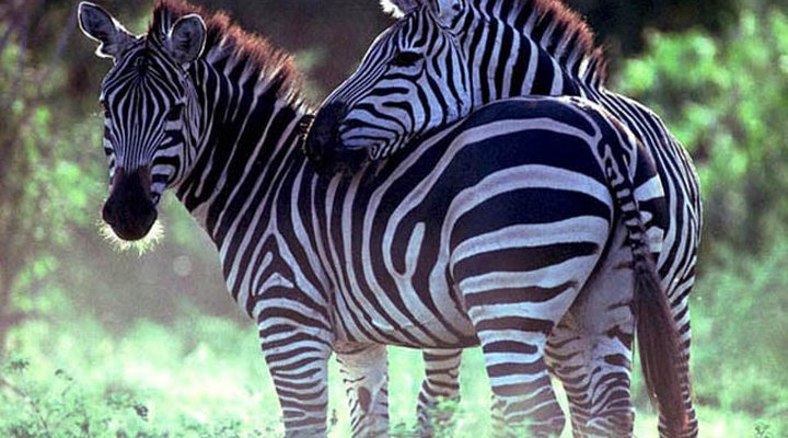 Kwenga Safari Lodge in Umhlametsi Private Reserve