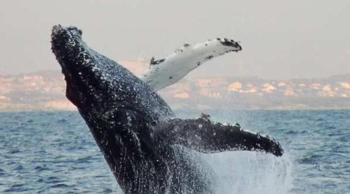 Tradewinds Guest House