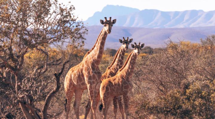 AfriCamps Klein Karoo