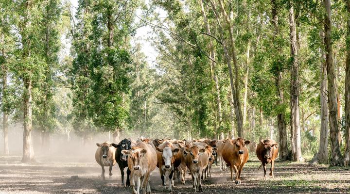 AfriCamps at Oakhurst