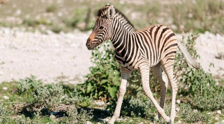 Etosha Safari Camping2Go