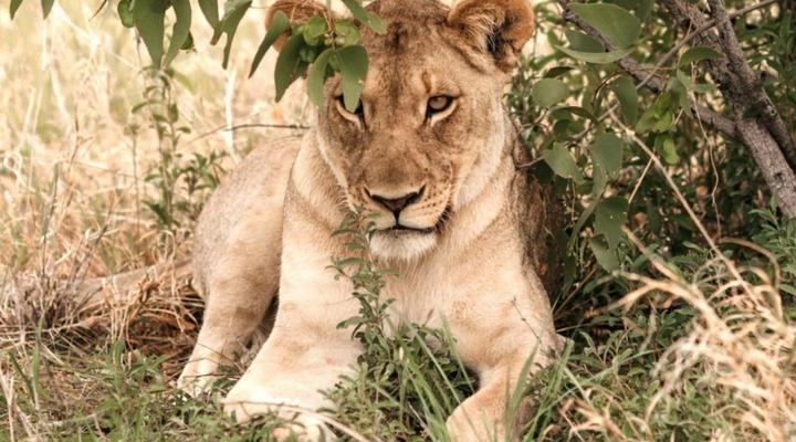 Etosha Safari Camping2Go