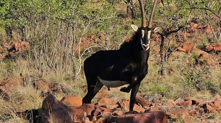 Waterfall Safari Lodge