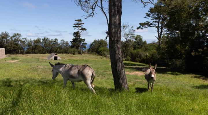 Dunkes Organic Equestrian Estate